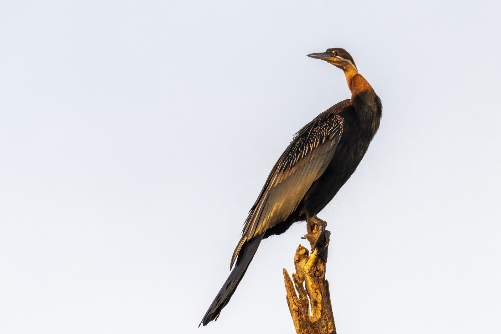image African Darter